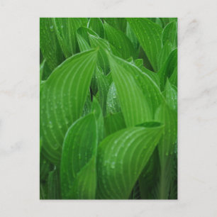 Hosta bladeren met regendruppels Briefkaart