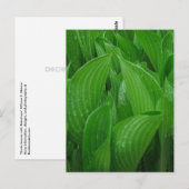 Hosta bladeren met regendruppels Briefkaart (Voorkant / Achterkant)