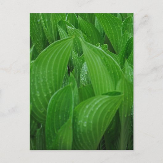 Hosta bladeren met regendruppels Briefkaart (Voorkant)