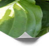 Hosta Bladeren Poster (Hoek)