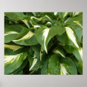 Hosta Bladeren Poster (Voorkant)