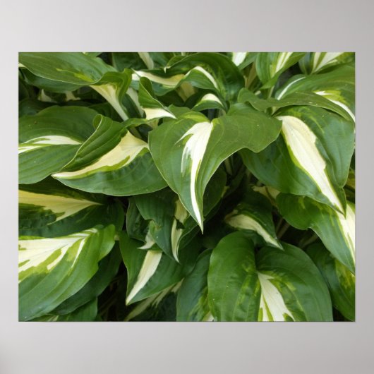 Hosta Bladeren Poster (Voorkant)