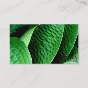 Hosta-bladeren Visitekaartje