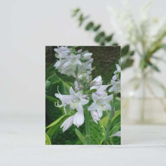 Hosta Blooms Briefkaart (Staand voorkant)