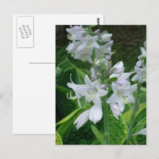 Hosta Blooms Briefkaart (Voorkant / Achterkant)