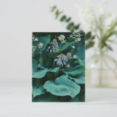 Hosta Briefkaart (Staand voorkant)