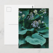 Hosta Briefkaart (Voorkant / Achterkant)
