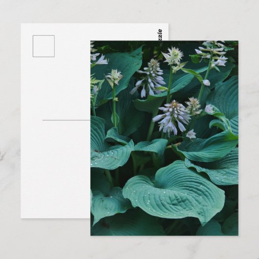 Hosta Briefkaart (Voorkant / Achterkant)