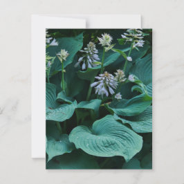 Hosta Briefkaart