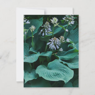 Hosta Briefkaart