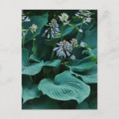 Hosta Briefkaart (Voorkant)