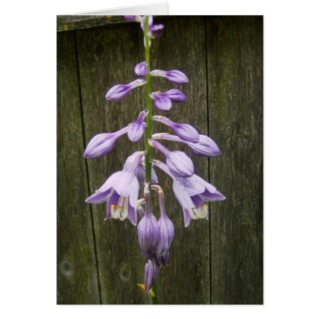 Hosta Flower (Voorkant)