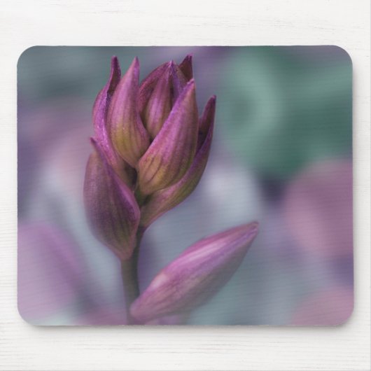 Hosta Flower Bud Paars and Green Muismat (Voorkant)