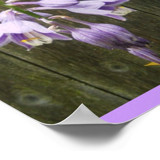 Hosta Flower Poster (Hoek)