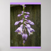Hosta Flower Poster (Voorkant)