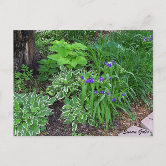 Hosta Garden met Briefkaart met paarse bloemen (Voorkant)