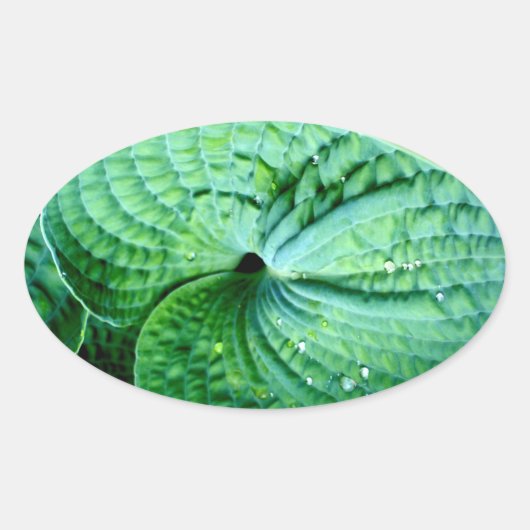 Hosta Heart Ovale Sticker (Voorkant)