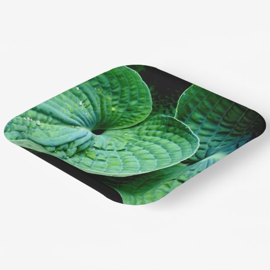 Hosta Heart Papieren Bordje (Gebogen)