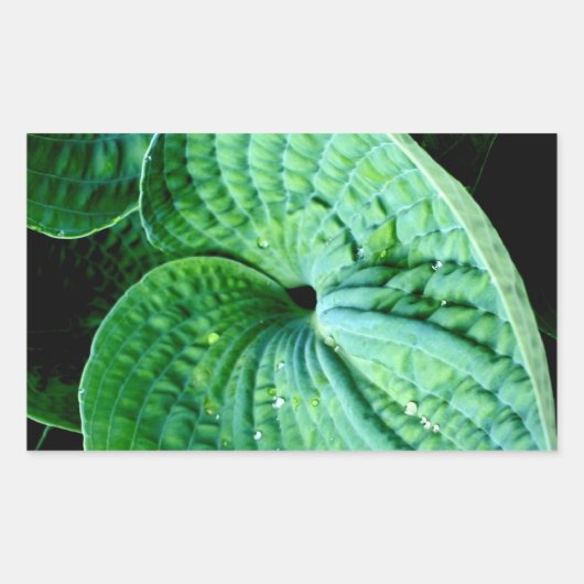 Hosta Heart Rechthoekige Sticker (Voorkant)
