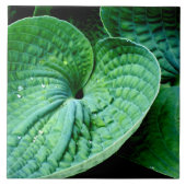 Hosta Heart Tegeltje (Voorkant)