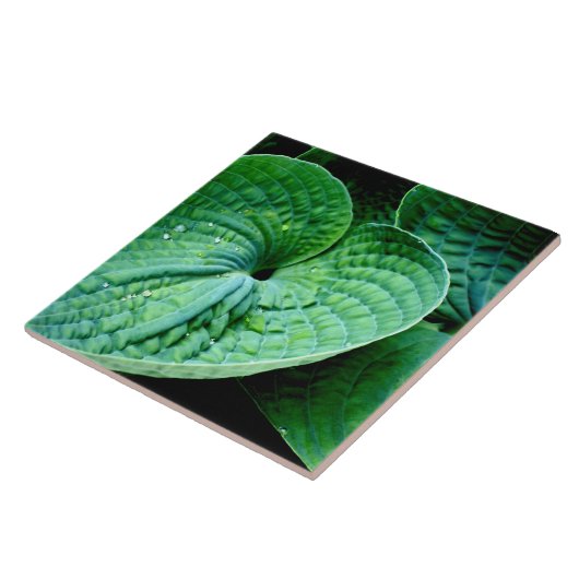 Hosta Heart Tegeltje (Zijkant)