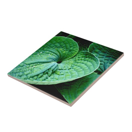 Hosta Heart Tegeltje (Zijkant)