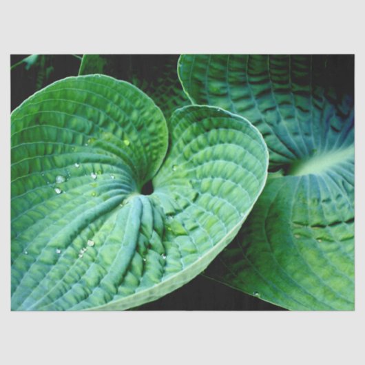 Hosta Heart Tissuepapier (Voorkant)