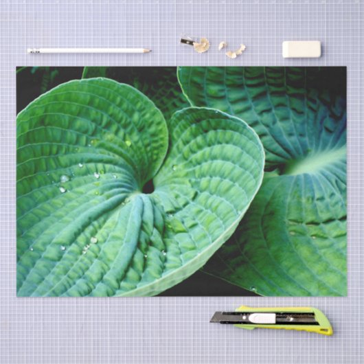 Hosta Heart Tissuepapier (Craft)