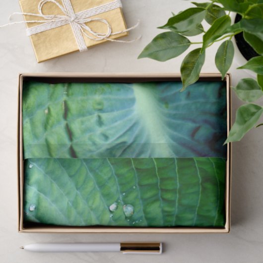 Hosta Heart Tissuepapier (Geschenk)