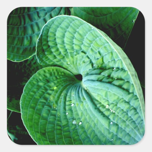 Hosta Heart Vierkante Sticker (Voorkant)