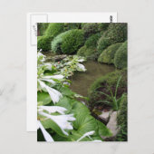 Hosta in a Zen Garden 1 Postcard Briefkaart (Voorkant / Achterkant)