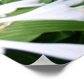 Hosta in een Poster van Zen Garden (Hoek)