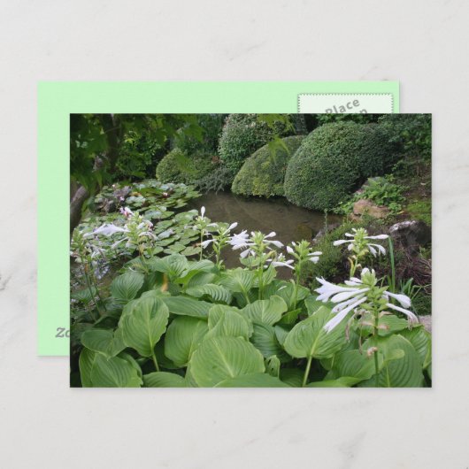 Hosta in een Zen Garden 2 Briefkaart (Voorkant / Achterkant)