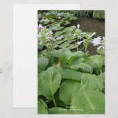 Hosta in een Zen Garden 2 Briefpapier (Voorkant / Achterkant)