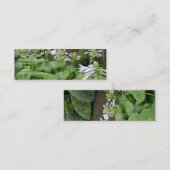 Hosta in een Zen Garden 3 Mini-Visitekaartje Mini Visitekaartje (Voorkant / Achterkant)