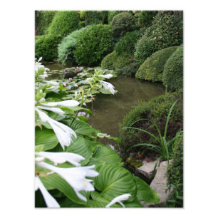 Hosta in een Zen Garden - Foto afdrukken