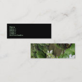 Hosta in een Zen Garden Mini Visitekaartje (Voorkant / Achterkant)