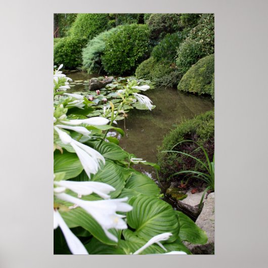 Hosta in een Zen Garden Poster (Voorkant)