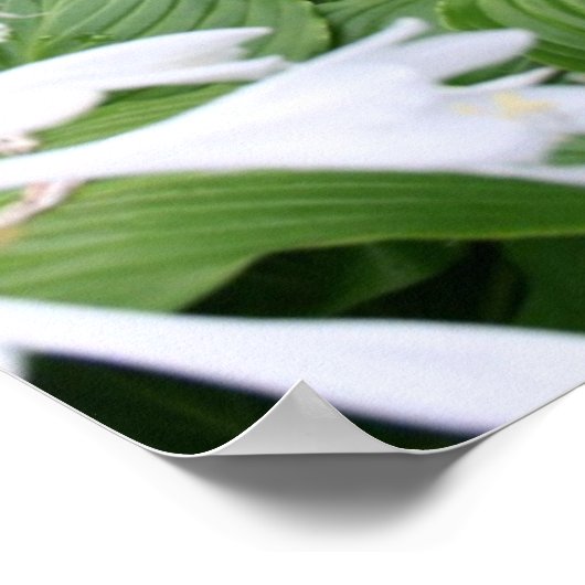 Hosta in Zen Garden Calendar Poster 2017 (Hoek)