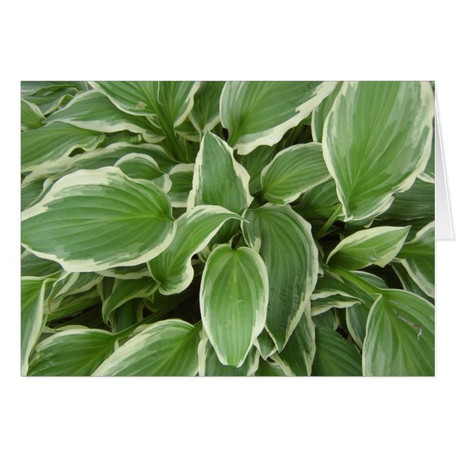 HOSTA LA VISTA (Voorkant Horizontaal)