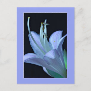 Hosta Lavendel & Blauw Bloemen Foto Briefkaart