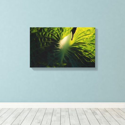 Hosta Leaf op Black Canvas Afdruk (Insitu (Houten vloer))