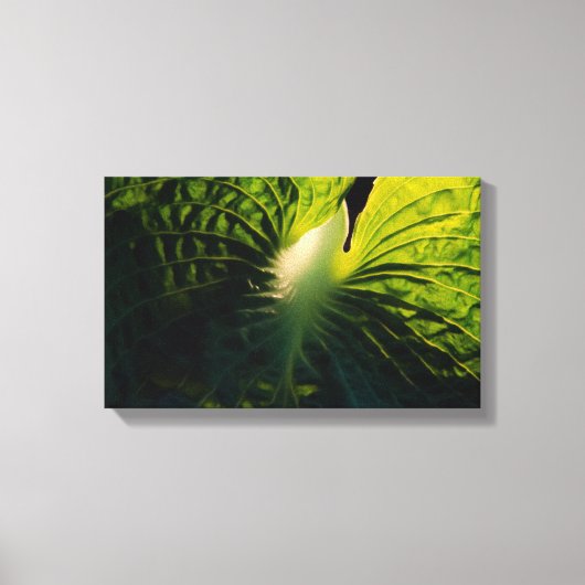 Hosta Leaf op Black Canvas Afdruk (Voorkant)