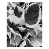 Hosta Leaves Black en White Photo Glossy Perfect Poster (Voorkant)