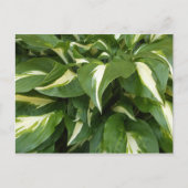 Hosta Leaves Briefkaart (Voorkant)