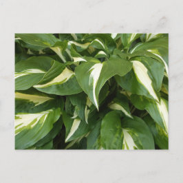 Hosta Leaves Briefkaart