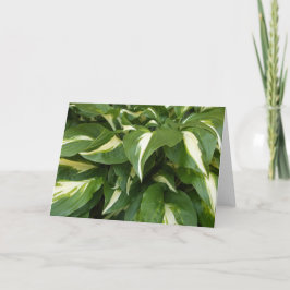 Hosta Leaves Kaart