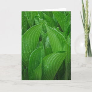 Hosta Leaves met Raindrops Birthday-kaart Kaart