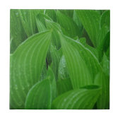 Hosta Leaves met Raindrops Tile Tegeltje (Voorkant)