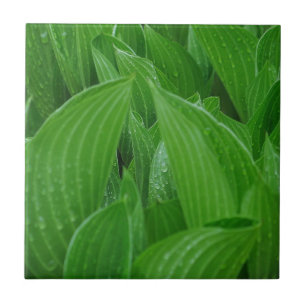 Hosta Leaves met Raindrops Tile Tegeltje